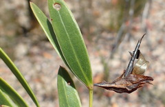 Rafnia racemosa