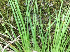 Carex timida