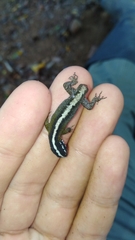 Gonatodes atricucullaris