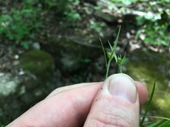 Carex timida