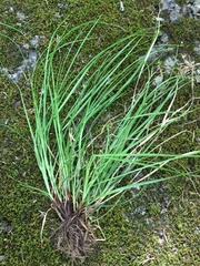 Carex timida