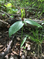 Trillium viridescens