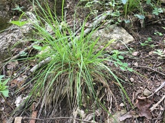Carex timida