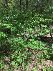 Dirca decipiens