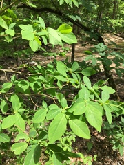 Dirca decipiens