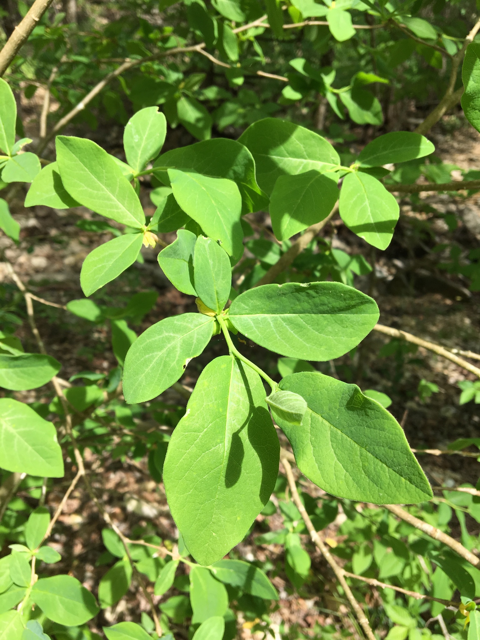 Dirca decipiens