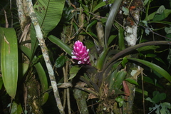 Guzmania remyi