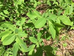 Dirca decipiens