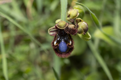 Ophrys speculum speculum