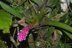 Guzmania remyi