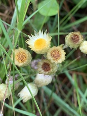 Helichrysum mixtum mixtum