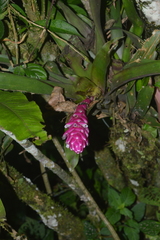Guzmania remyi