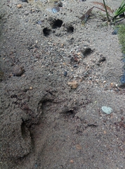Tapirus terrestris