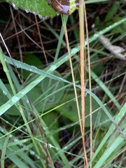 Helichrysum mixtum mixtum