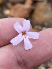 Jamesbrittenia aspalathoides