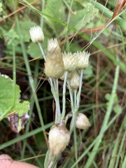 Helichrysum mixtum mixtum