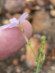 Jamesbrittenia aspalathoides