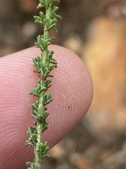 Jamesbrittenia aspalathoides