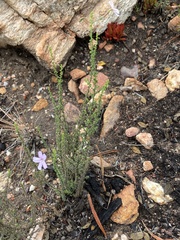 Jamesbrittenia aspalathoides