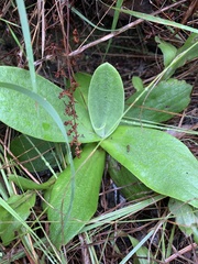 Helichrysum mixtum mixtum