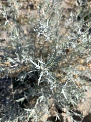 Eriastrum densifolium
