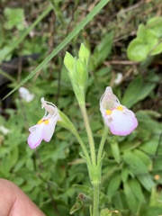 Craterostigma wilmsii