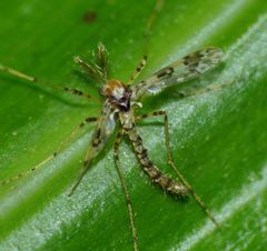 Apsectrotanypus quadricincta
