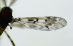 Apsectrotanypus quadricincta