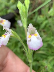 Craterostigma wilmsii