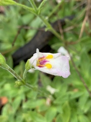 Craterostigma wilmsii