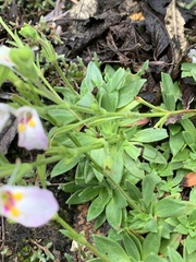 Craterostigma wilmsii