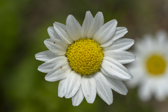 Anthemis chia