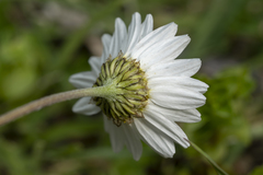 Anthemis chia