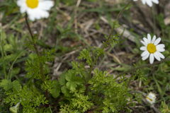 Anthemis chia