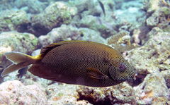 Brown-Spotted Spinefoot photo 2