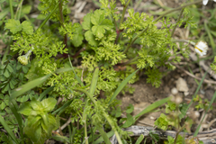 Anthemis chia