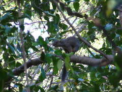 Heliosciurus rufobrachium