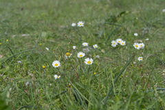 Anthemis chia