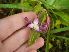 Tradescantia cerinthoides