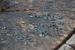 Rosellinia subiculata