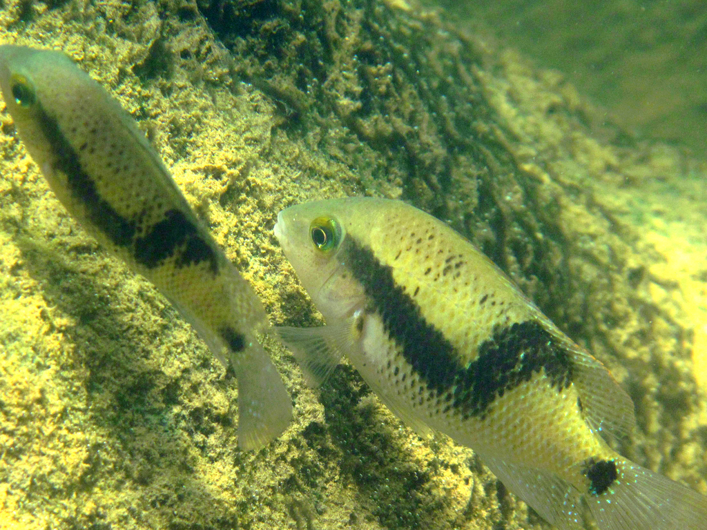 Theraps intermedius