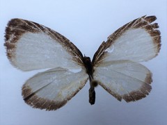 Lycaenidae