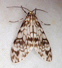 Eucereon chloraenoma