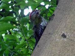 Picus vittatus