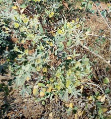 Guiera senegalensis