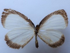 Lycaenidae