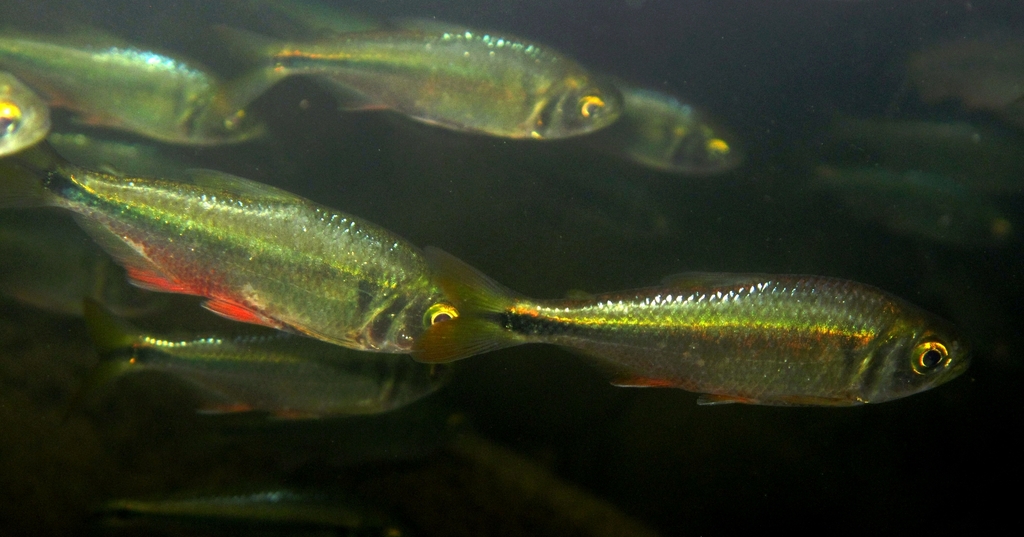 banded astyanax