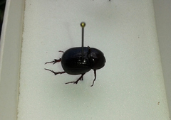 Aphonus