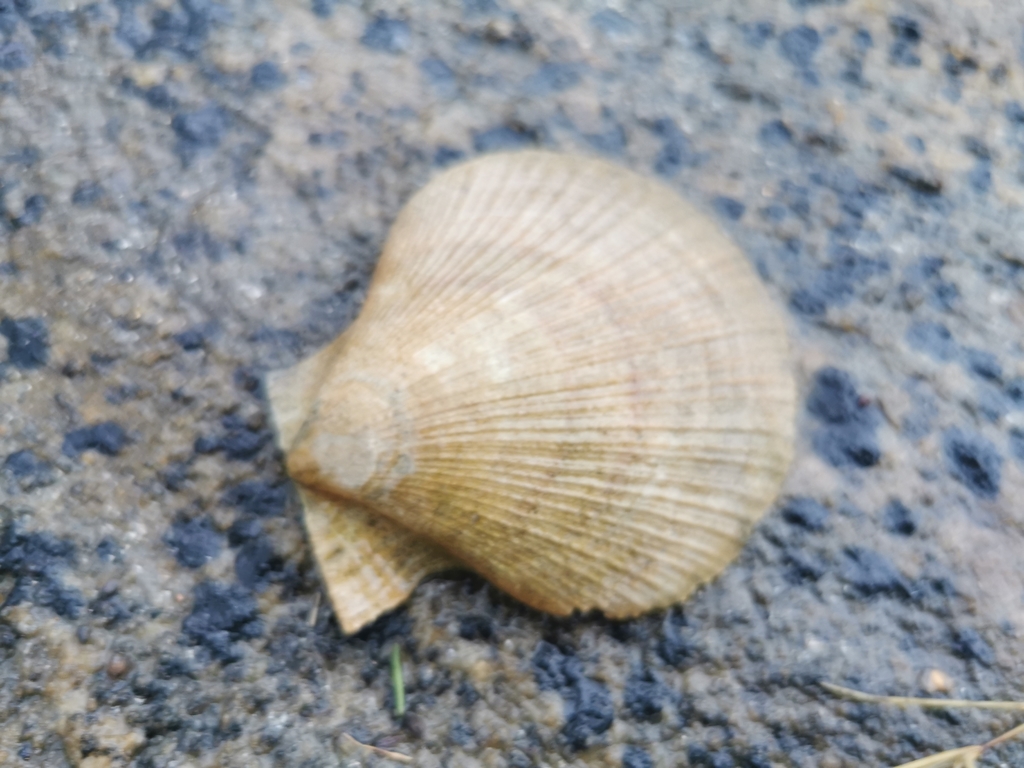 Iceland scallop