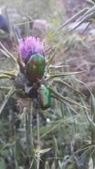 Protaetia cuprea ignicollis